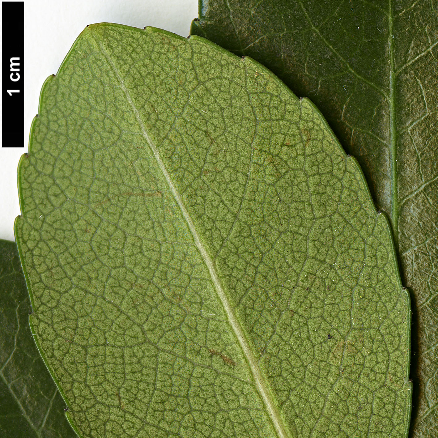 High resolution image: Family: Rosaceae - Genus: Rhaphiolepis - Taxon: ×delacourii (R.indica × R.umbellata)